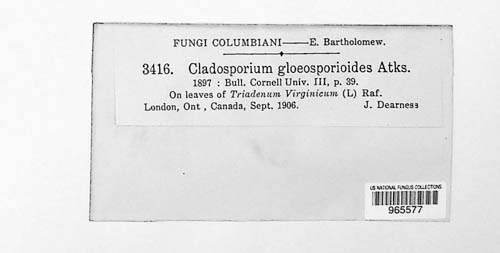 Dischloridium gloeosporioides image